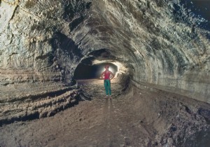 Researchers Propose Building a  Lunar Ark  to Save Millions of Species 