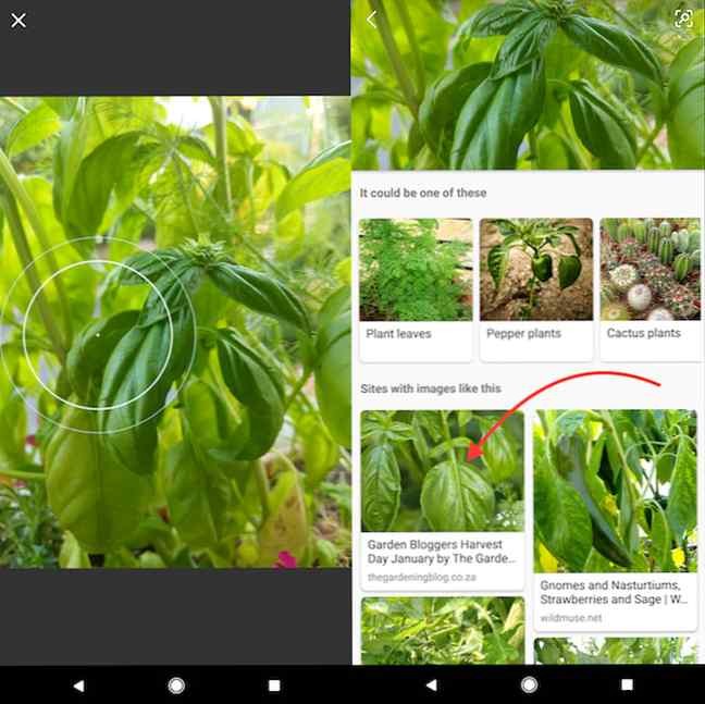 How to identify plants and flowers using your phone s camera