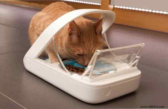 Best Automatic Pet Feeders