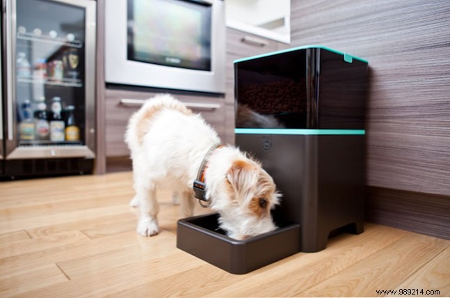 Best Automatic Pet Feeders