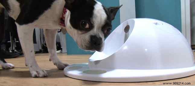 Best Automatic Pet Feeders