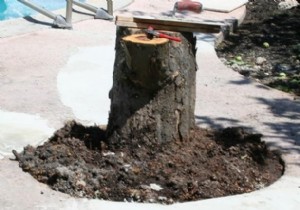 How to create a tree stump table