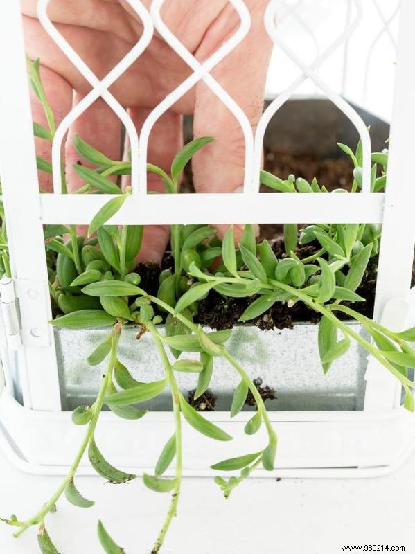 How to Make a Birdcage Succulent Garden