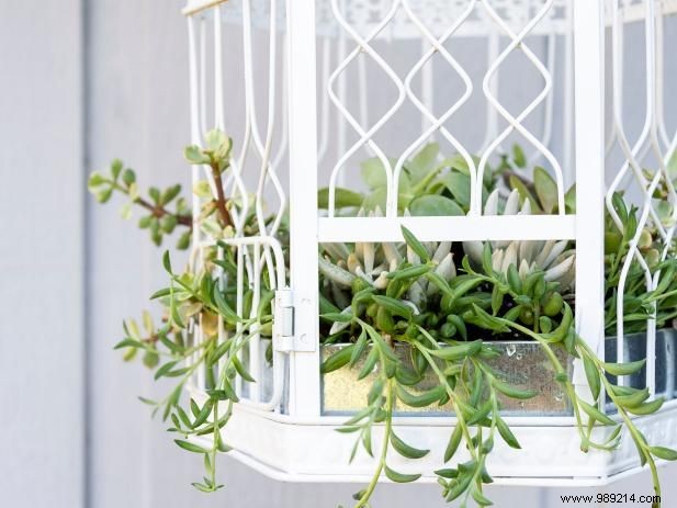 How to Make a Birdcage Succulent Garden