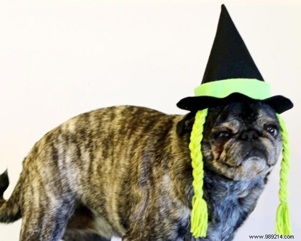 How to make a Halloween witch hat for your dog