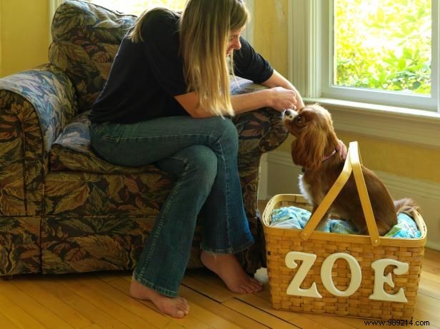 How to make a travel pet bed out of a picnic basket