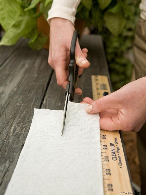 Make toilet paper seed tape