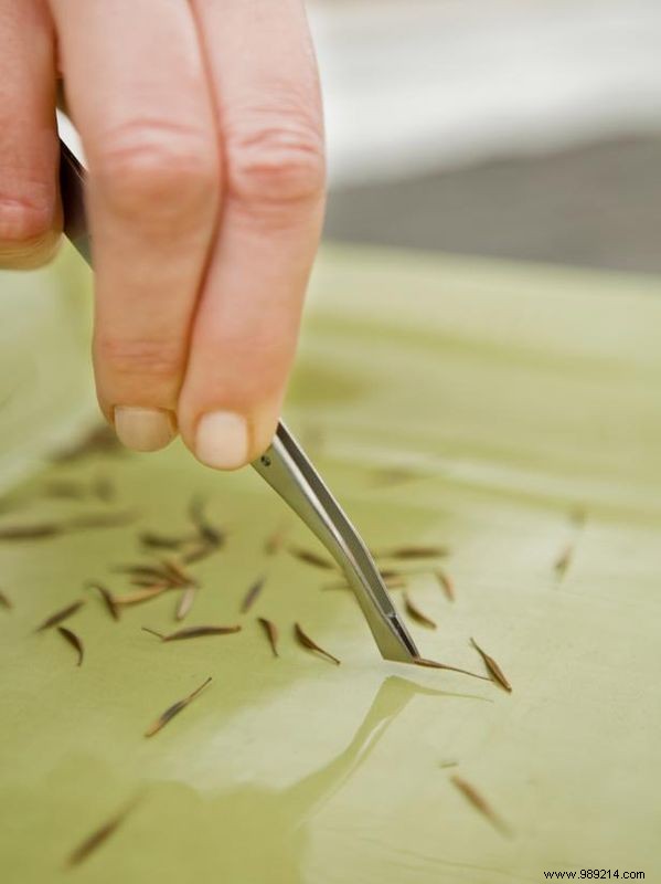 Make toilet paper seed tape