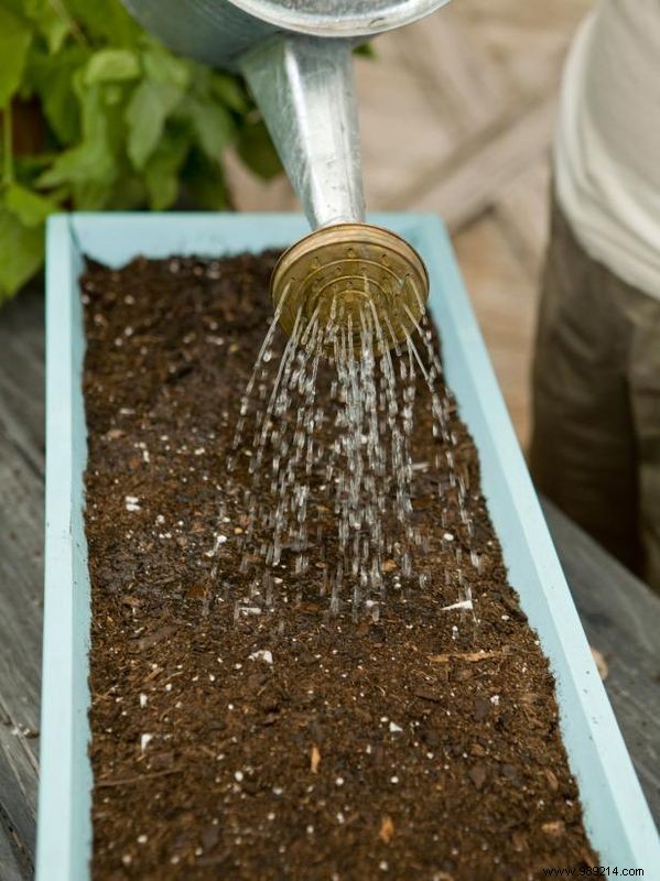 Make toilet paper seed tape